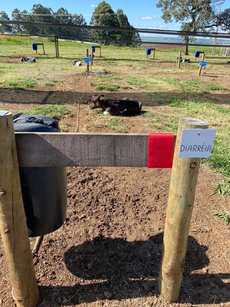Diarreia em bezerros: prevenção no bezerreiro 12 Bezerras no bezerreiro com diarreia
