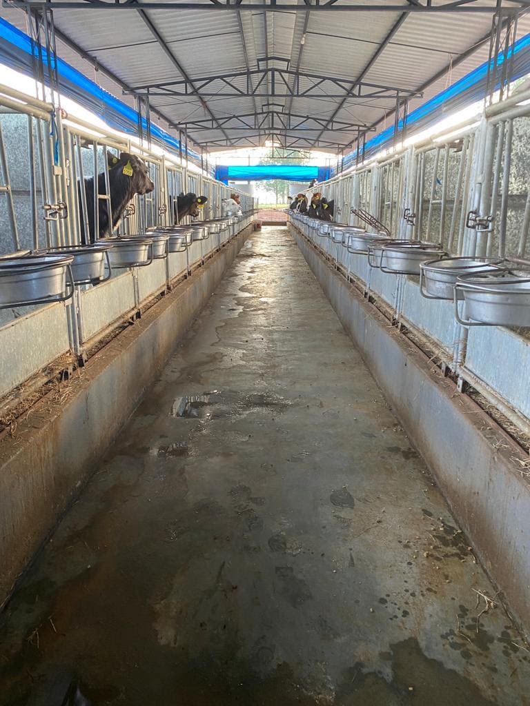 Diarreia em bezerros: prevenção no bezerreiro 2 Bezerreiro casinha individual