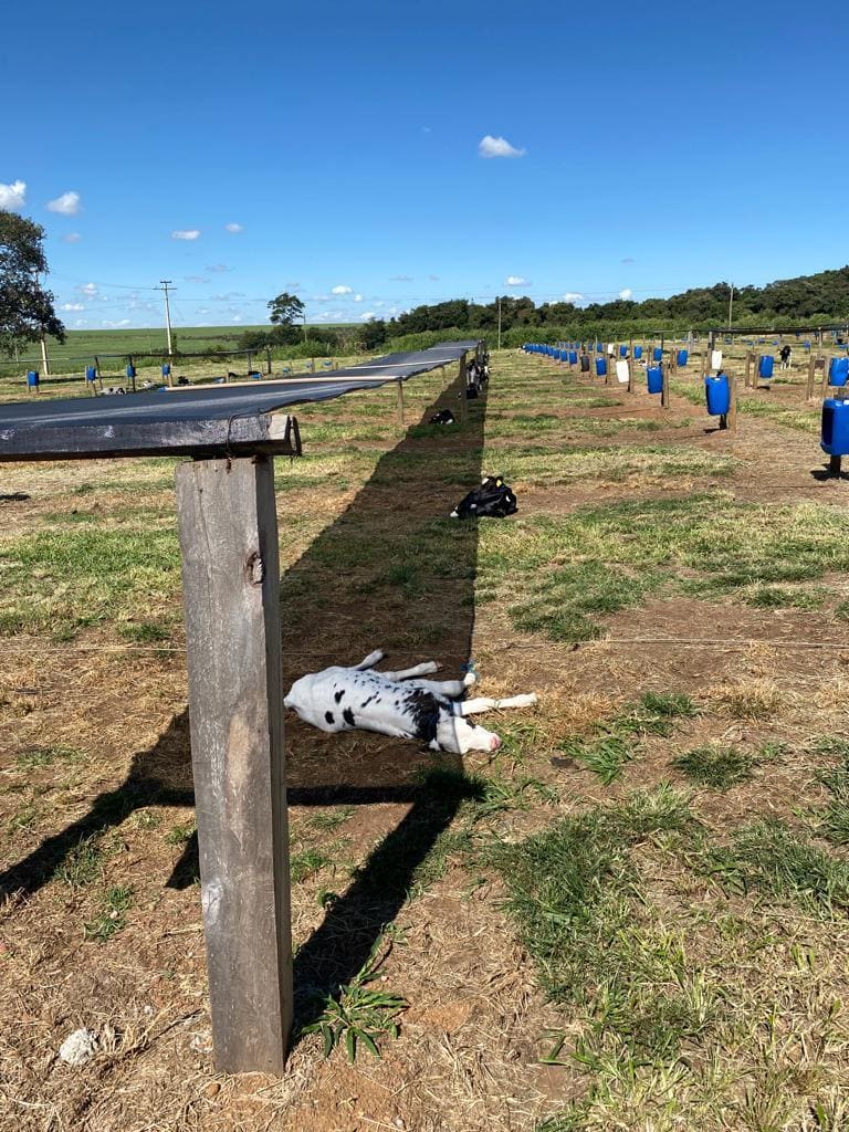 Diarreia em bezerros: prevenção no bezerreiro 4 Bezerreiro tropical