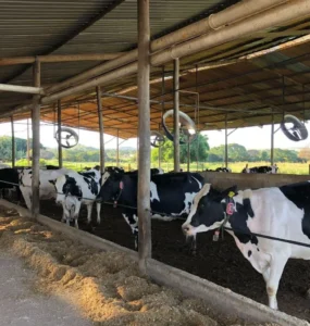 Vacas leiteiras em um sistema de compost barn