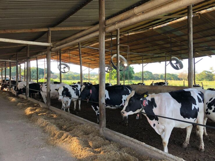 Vacas leiteiras em um sistema de compost barn