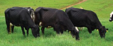 Vacas leiteiras de cor preta em um pasto
