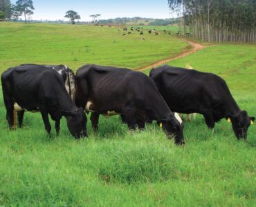 Vacas leiteiras de cor preta em um pasto