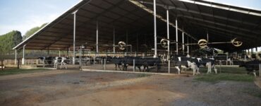 Fazenda de vacas leiteiras