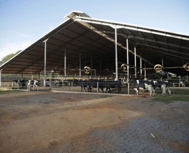 Fazenda de vacas leiteiras