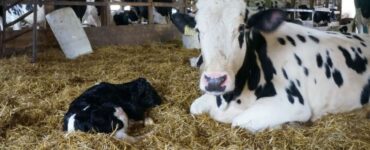 Vaca leiteira com bezerra recém-nascida