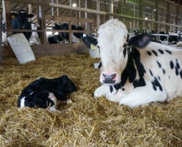 Vaca leiteira com bezerra recém-nascida