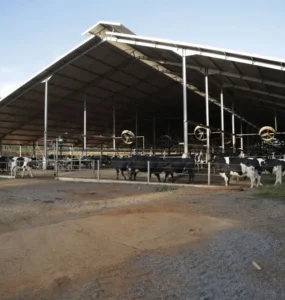 Fazenda de vacas leiteiras