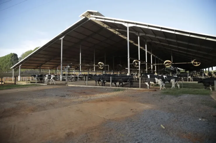 Fazenda de vacas leiteiras