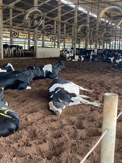 Vacas deitadas em um compost barn