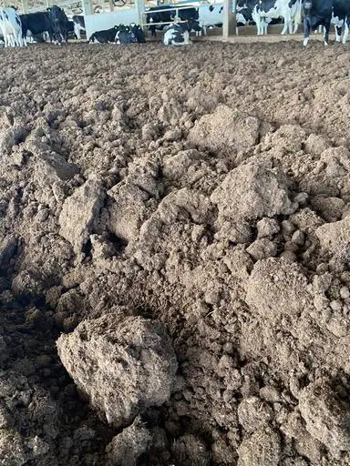 Material da cama em um sistema compost barn