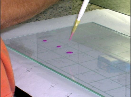 Placa de vidro com soro e antígeno para exame de brucelose