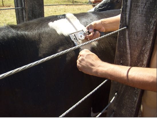 Medição da dobra de pele de um bovino com o cutímetro