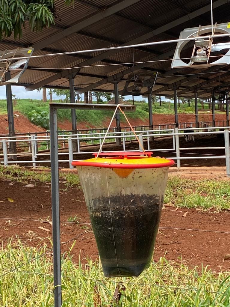 Diarreia em bezerros: prevenção no bezerreiro 8 Controle de moscas