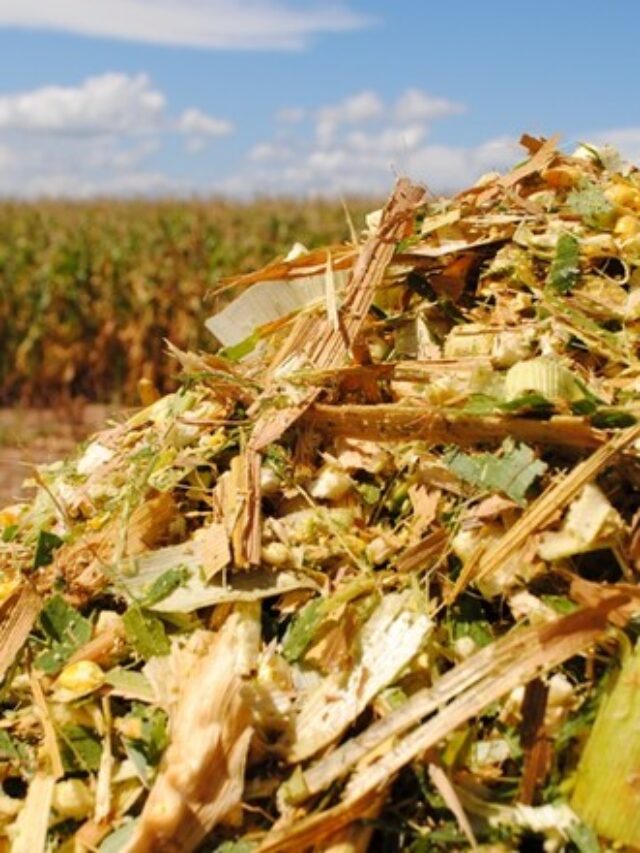 Snaplage: o que é e por que utilizar na alimentação dos bovinos?