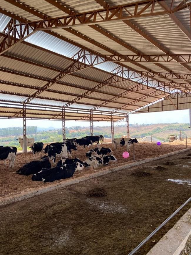 Vacas leiteiras em um ambiente limpo e fresco
