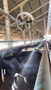 Vacas recebendo resfriamento (aspersão e ventilação) na linha de cocho em sistema de instalação Compost Barn
