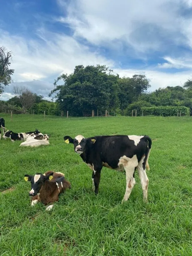 Sistema de alojamento coletivo do tipo piquetes.