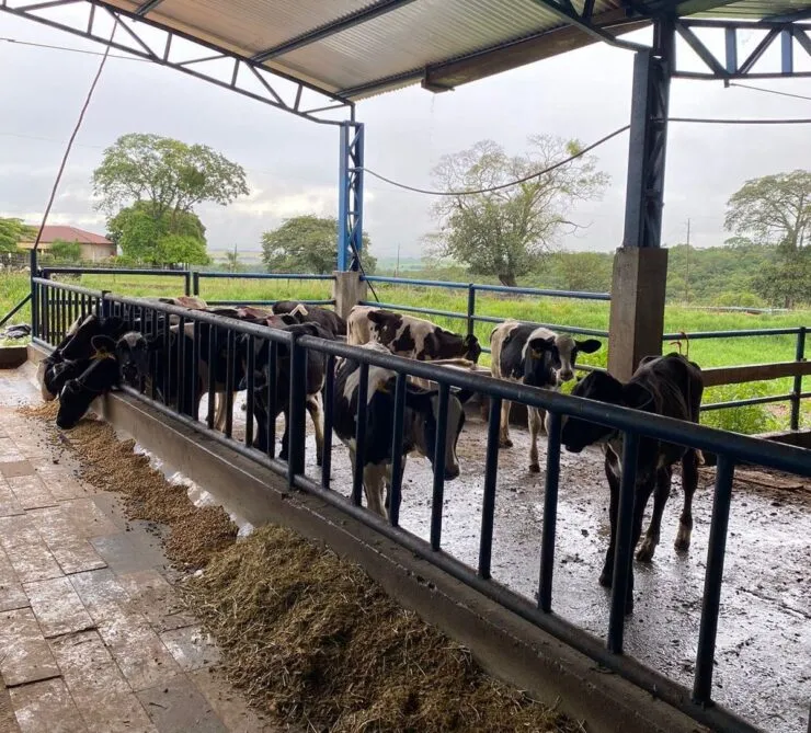 Bezerras em sistema de compost barn