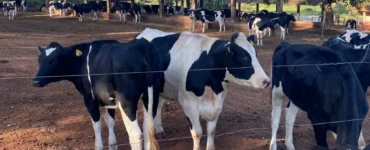 Vacas leiteiras