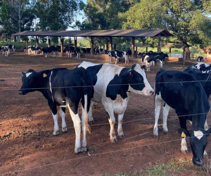 Vacas leiteiras
