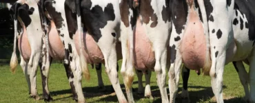 Cinco vacas leiteiras com o úbere cheio