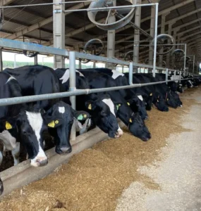 Vacas se alimentando
