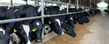 Vacas se alimentando