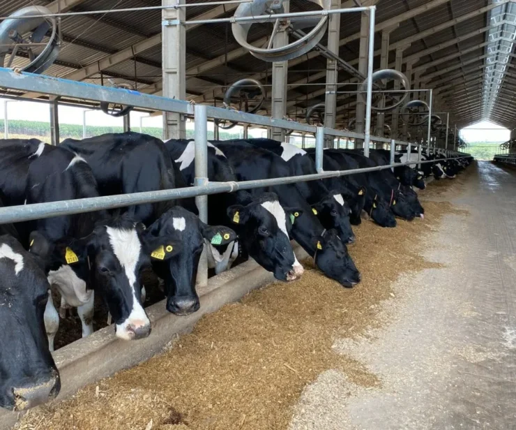 Vacas se alimentando