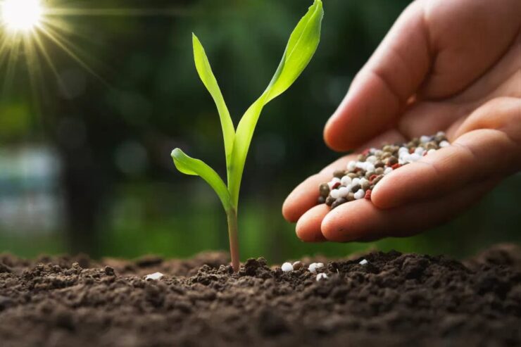 Fertilizantes sendo aplicados no solo