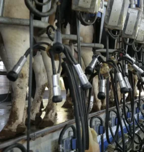 Vacas na sala de ordenha