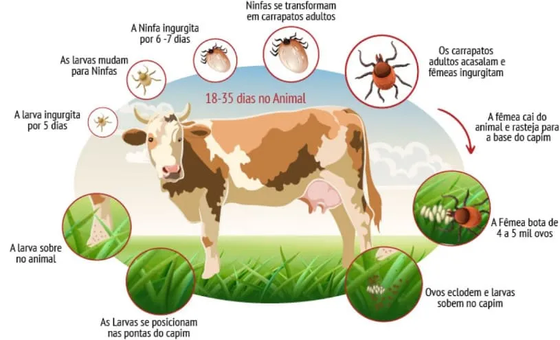 Ciclo de vida do carrapato Rhipicephalus microplus