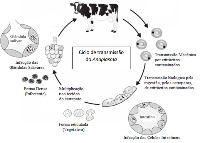 Ciclo biológico da Anaplasma marginale