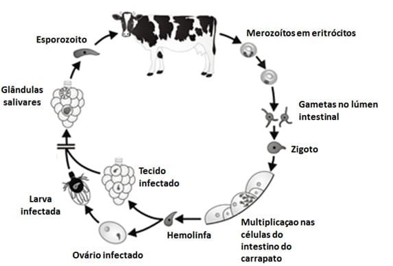 Ciclo biológico da Babesia sp.