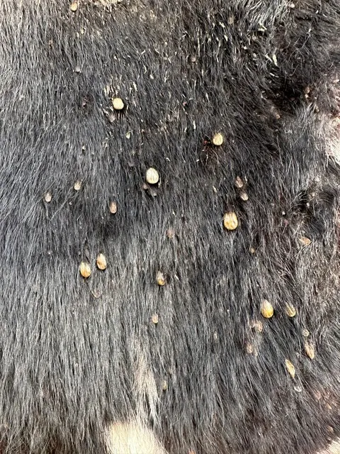 Bovino com diversos carrapatos
