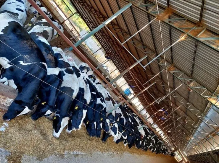 Bovinos de recria em confinamento