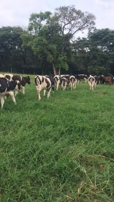 Novilhas se encaminhando para o sombreamento natural