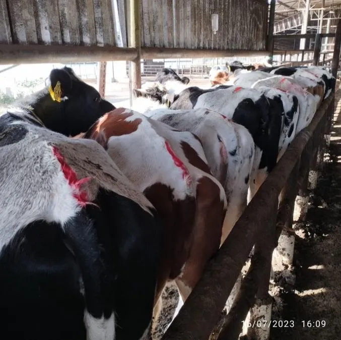 Novilhas contidas para a realização de manejo reprodutivo