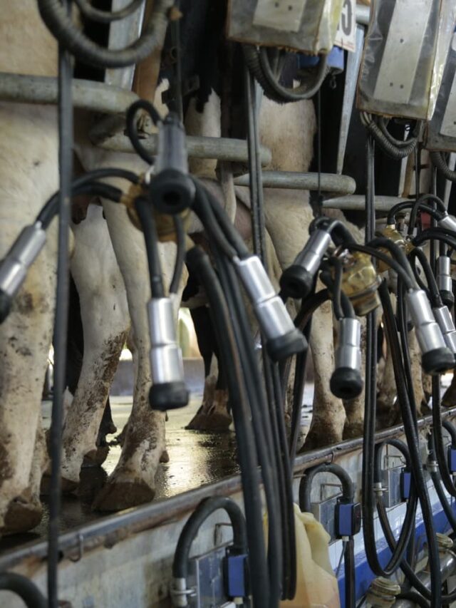 Boas práticas da ordenha garanta a qualidade do leite e bem estar das vacas Rehagro Blog