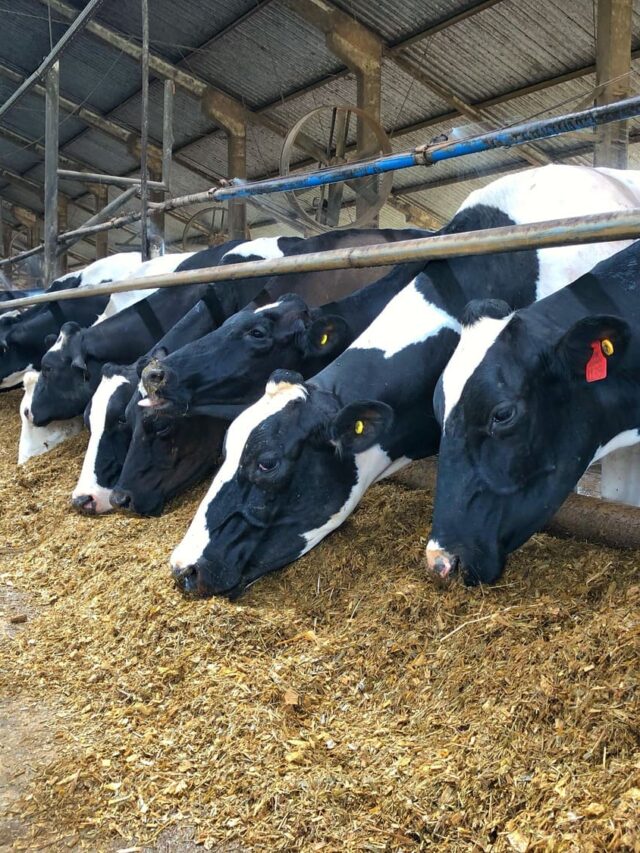 Como montar um planejamento forrageiro para o gado leiteiro?