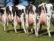 Cinco vacas leiteiras com o úbere cheio