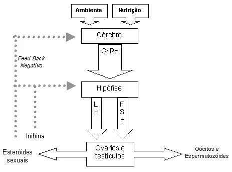 Variáveis que afetam a reprodução de bovinos