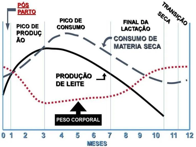Comparação entre consumo de matéria seca, produção de leite e peso corporal
