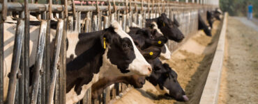 Vacas leiteiras se alimentando em período de seca