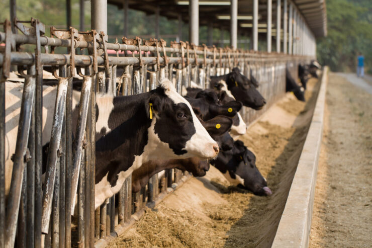 Vacas leiteiras se alimentando em período de seca