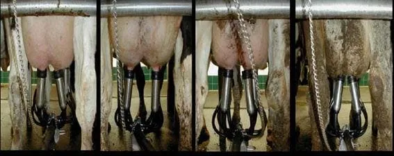 Escore de sujidade do úbere de vacas