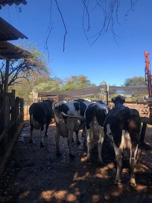 Animais sendo conduzidos de forma tranquila para a ordenha