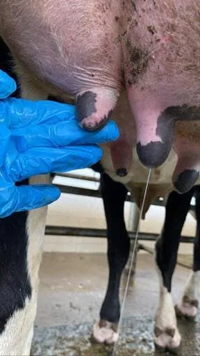 Vaca bem estimulada antes da colocação das teteiras
