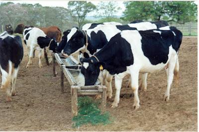 Vacas recebendo suplementação mineral