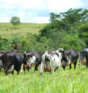 Bovinos leiteiros em uma pastagem